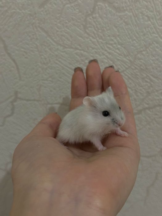 Чистокровные джунгарские хомяки