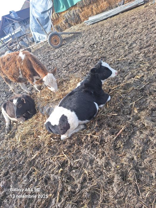 Vând vitei si vitele