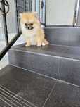 Pomeranian fetita cu pașaport
