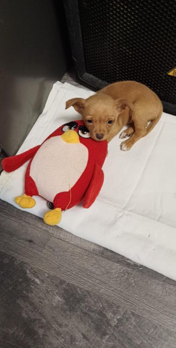 Търсим дом за пинчар