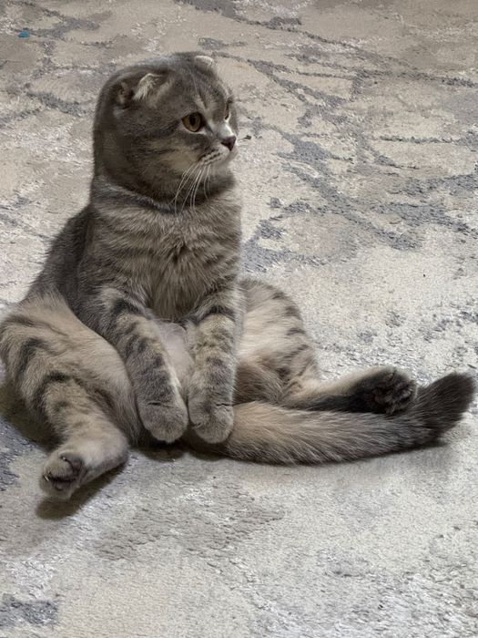 Кошка весло ухая Шотландская