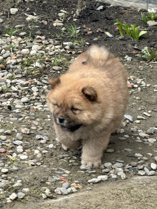 Chow chow cu pedegree