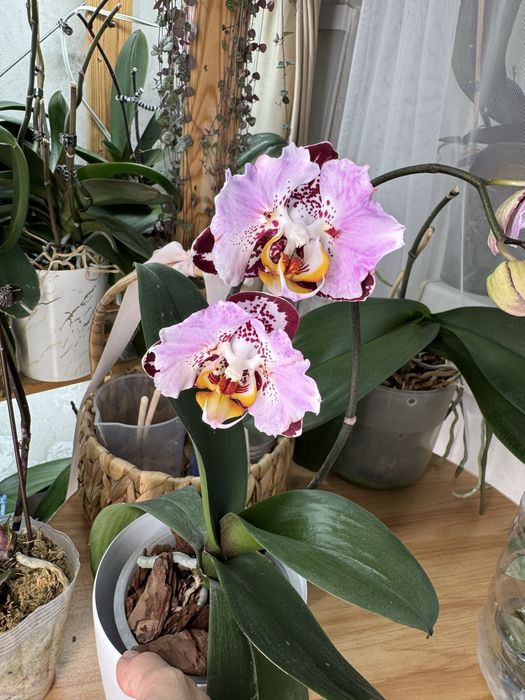Продам сортовую орхидею