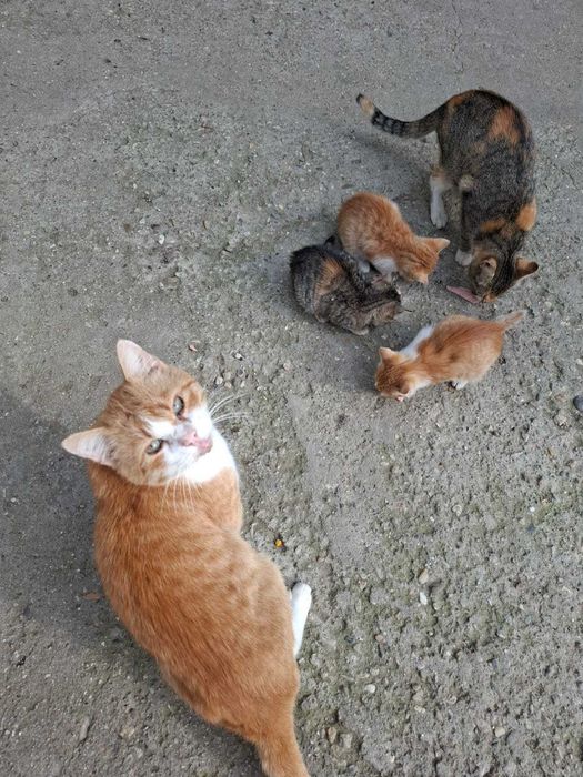 Donez pui de pisica
