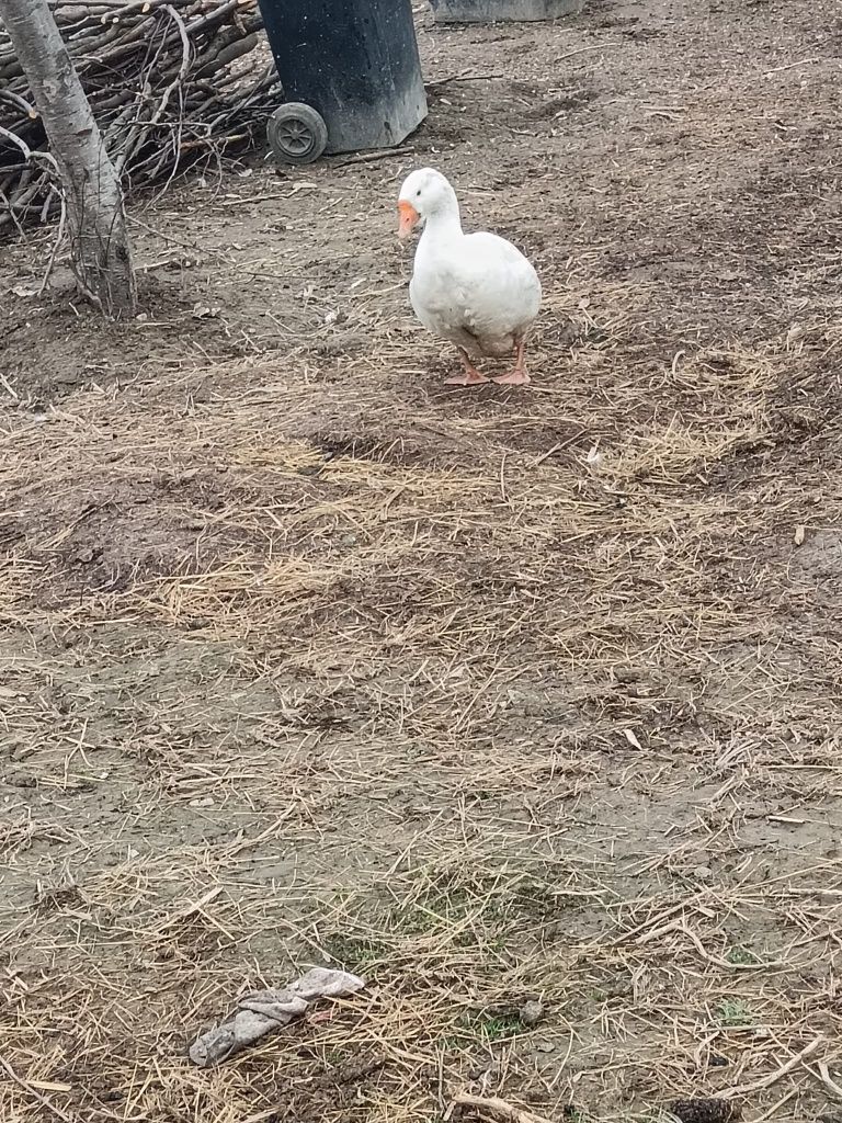 Vând 2 gâște și un gâscan