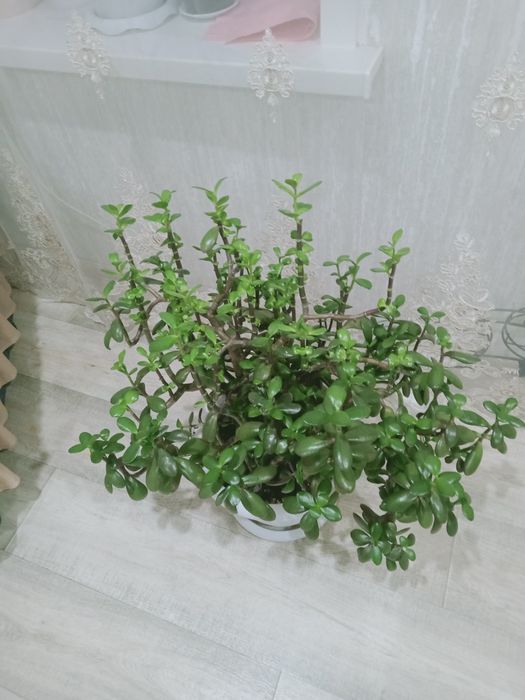 Продам цветы Калвнхое