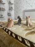 Отдам милых котят  в заботливые руки