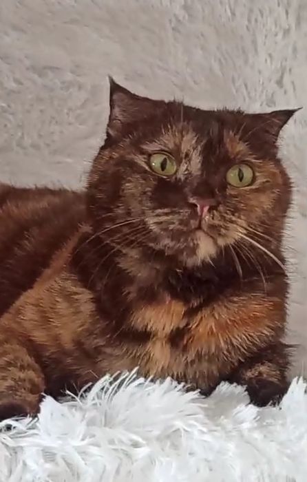 Ждём любящих хозяев для котиков