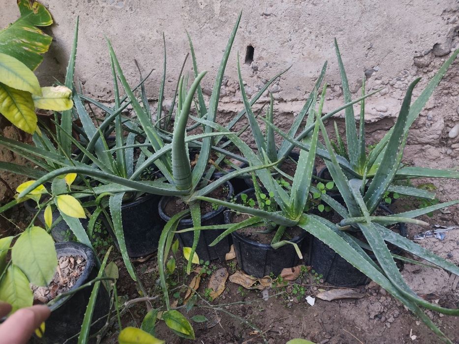 Aloe kochatlari sotiladi