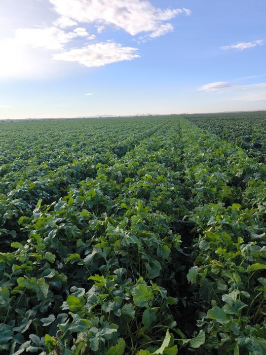 Ridiche neagra cantități mari