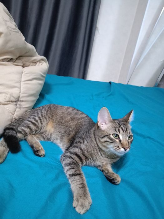 Отдам в кота в добрые руки