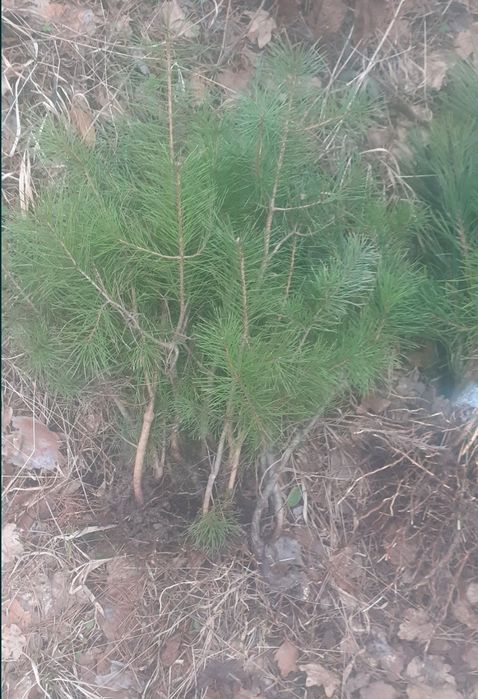 Lemn cainesc  puieti ,mesteacăn tei argintiu, frasin paltin stejar