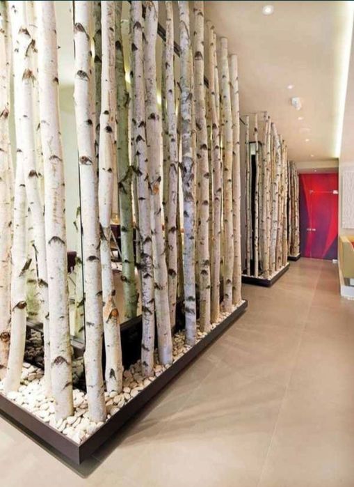 Trunchiuri mesteacan alb /  Riflaje  mesteacan/ Pom pentru pisici