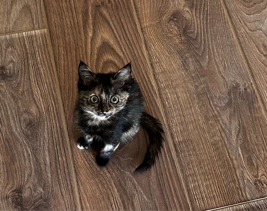 котёнок девочка в добрые руки