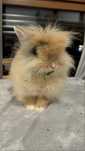 Ofer spre adoptie Iepuras cap de leu + crate