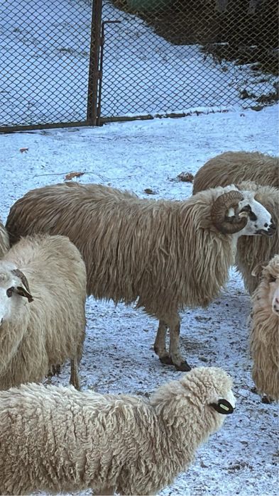 Berbec oachesa de 3 ani  900  Ron sau schimb pe o oaie!