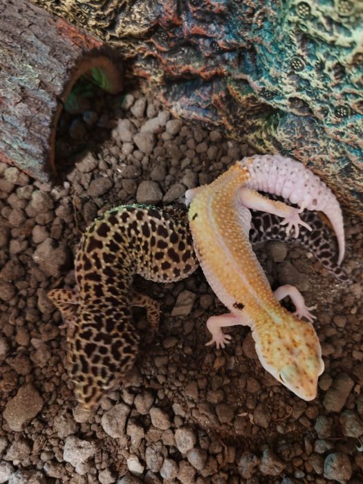 Șopârle Geko Leopard.