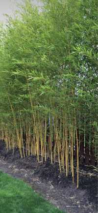 Bambux si plante