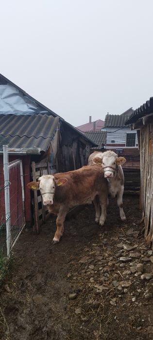 Vând doua vițele crescute bio din zonă de deal de 6 luni respectiv 4