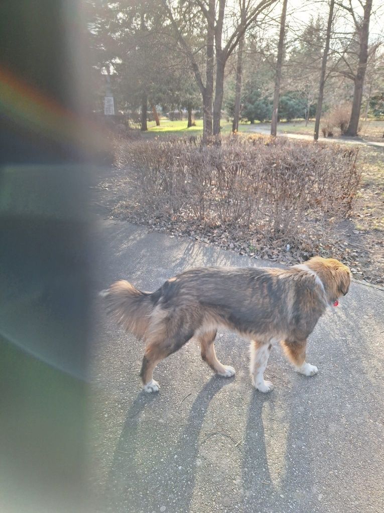 Câine castrat, vaccinat, cipat spre adoptie