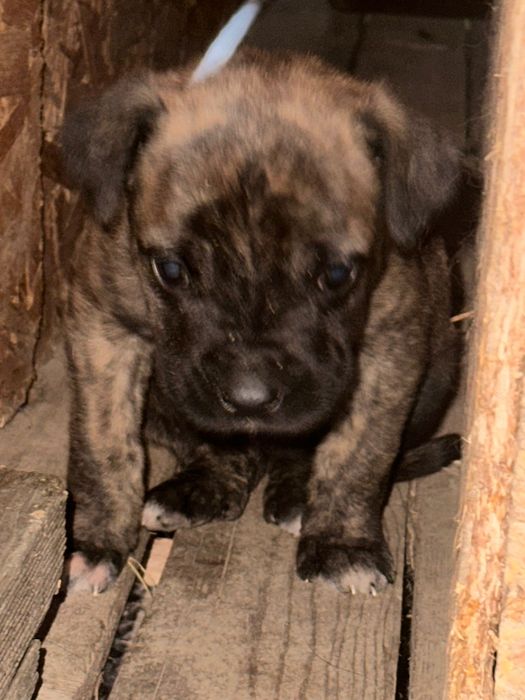 Ofer spre adopție cățeluși