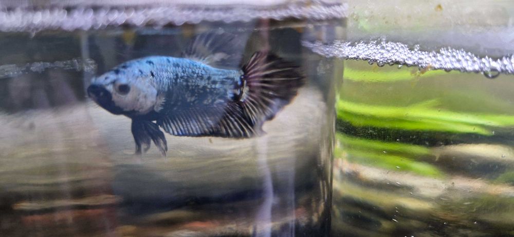 Бета плакат рибки