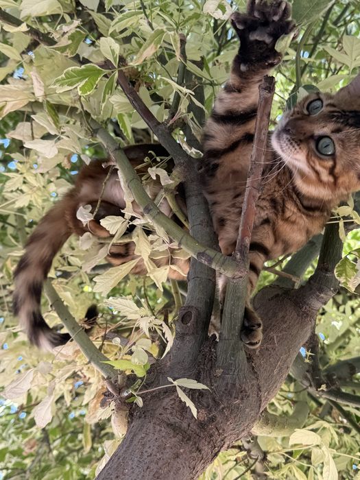 Koshka benglskaya