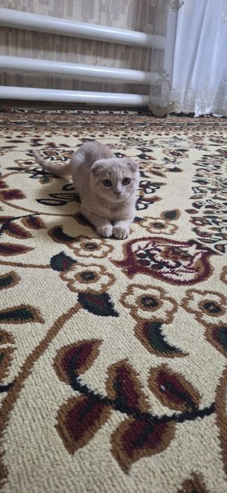 Zotli mushuk 3 oylik