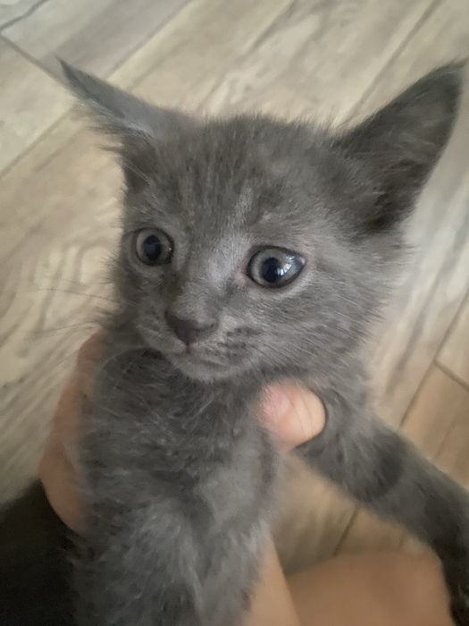 Красивый котенок