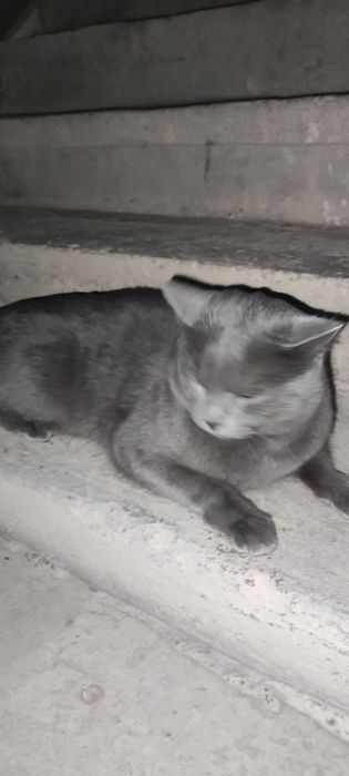 Mushuk 2 yosh hadiyaga beriladi