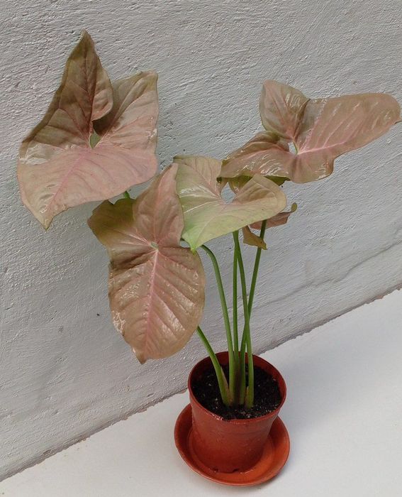 Сингониум Неон Пинк. Цветы для дома.