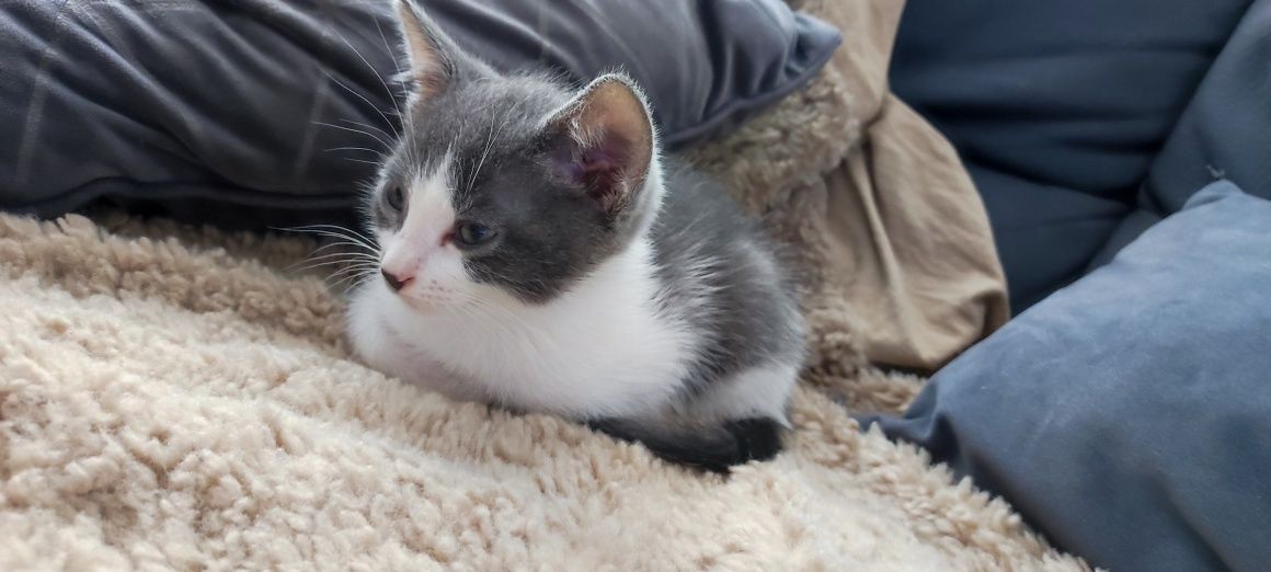 Pisicute spre adoptie