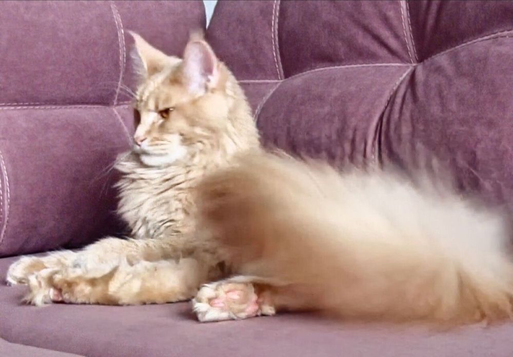 От Шикарной пары открыты для брони котята Мейн Кун