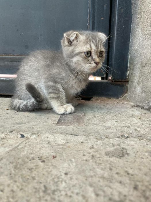 Scottish fold серебристый табби