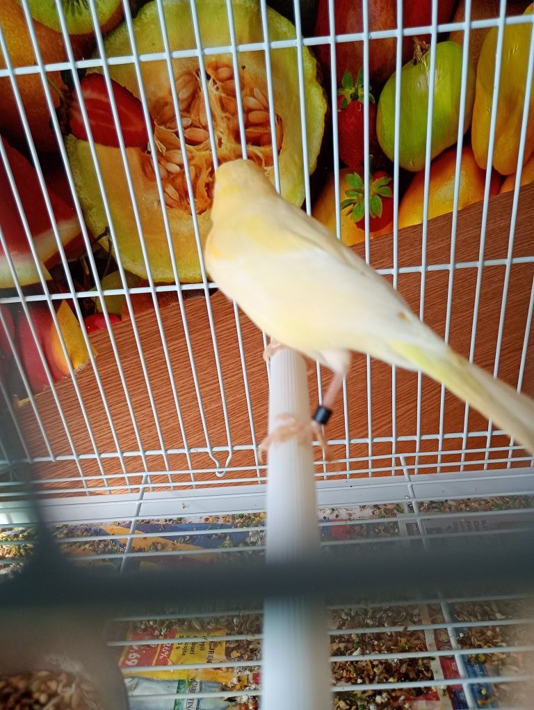 Pasari de companie