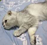 Mushuk sotiladi. Zoti: Scottish Fold (bukilgan quloqlik).