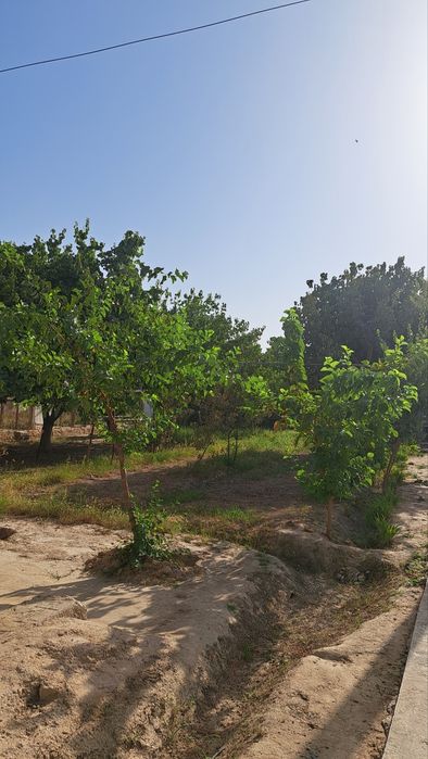 Limonariyada yer sotiladi