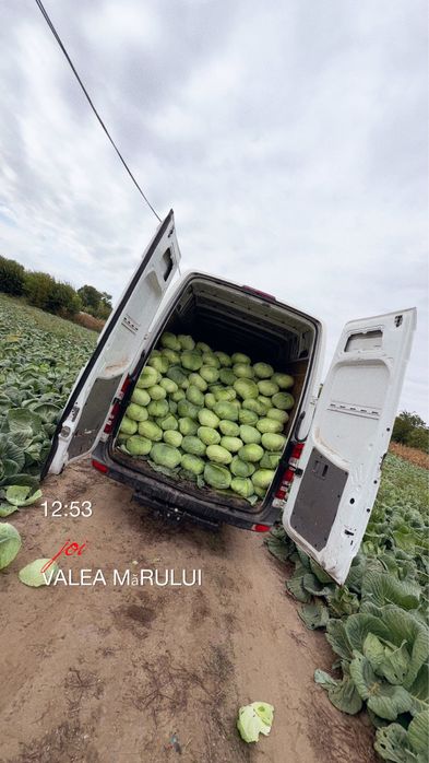 Varza de murat, sarmale