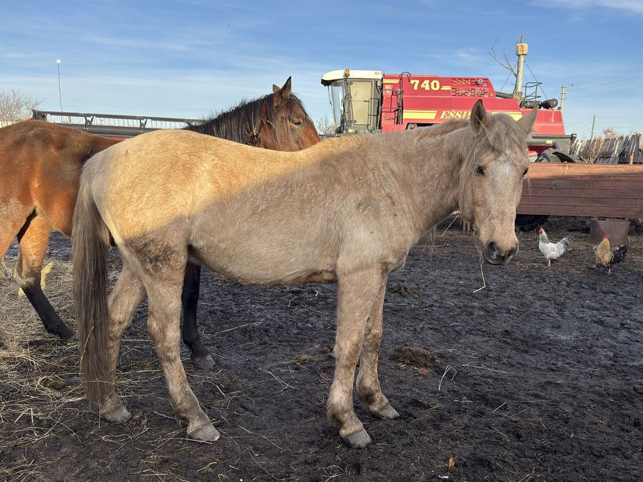Продам лошадей оптом