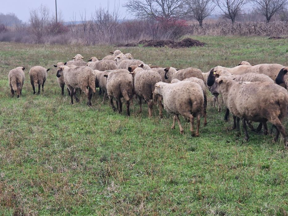 Oi de vanzare tinere
