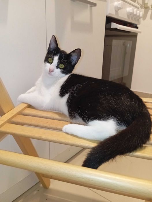 Adopție gratis pui pisica 6 luni, spalata, deparazitata, blanda