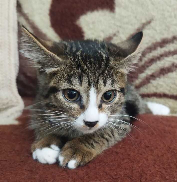 Кот. Котенок. 3 мес. В добрые руки. Чистый. Здоровый.