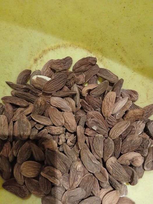 Бадеми реколта 2025г