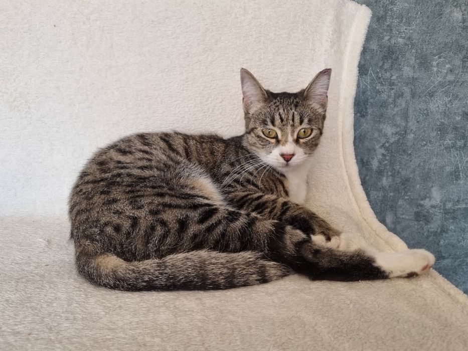 pisica de adoptat,fetita frumoasa,pisicuta pentru adoptie,pisica dragu