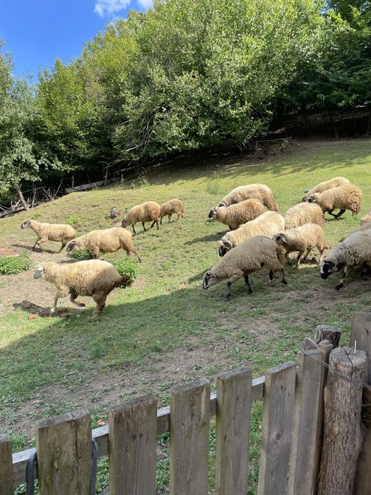 Turmă frumoasă de oi