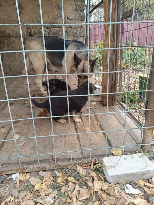 Щенята Восточно-европейская овчарка — щенки