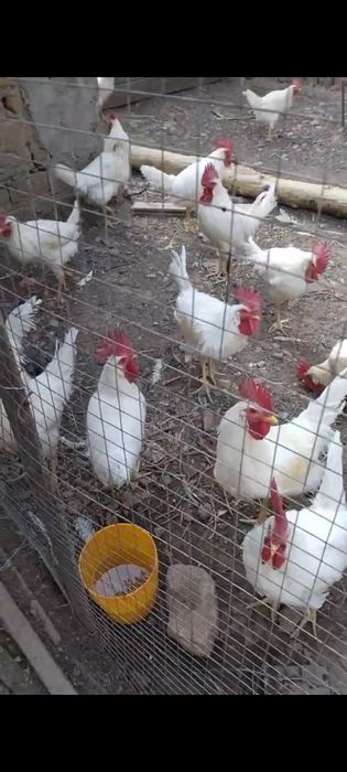 Домашние Петушки Уй хурозлари