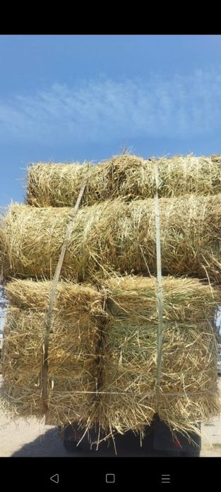 Сено салома урлон сатамын урлон саван сатамын свежый кукос салома урло