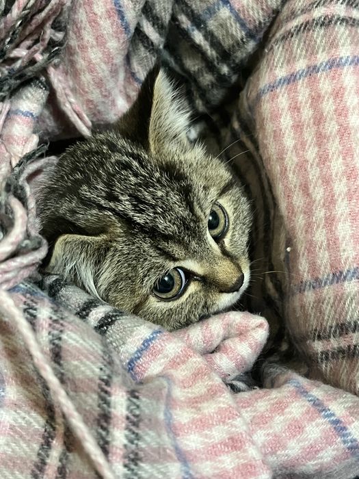 Отдам котенка кошечку