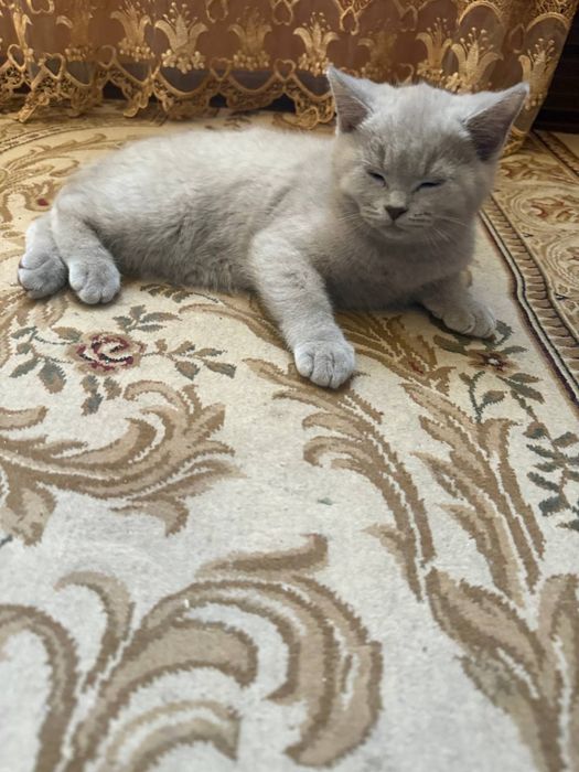 Продается котенок скотиш страйт
